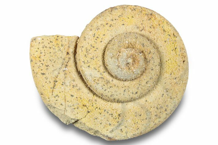 Ordovician Gastropod Fossil (Liospira) - Wisconsin #257211